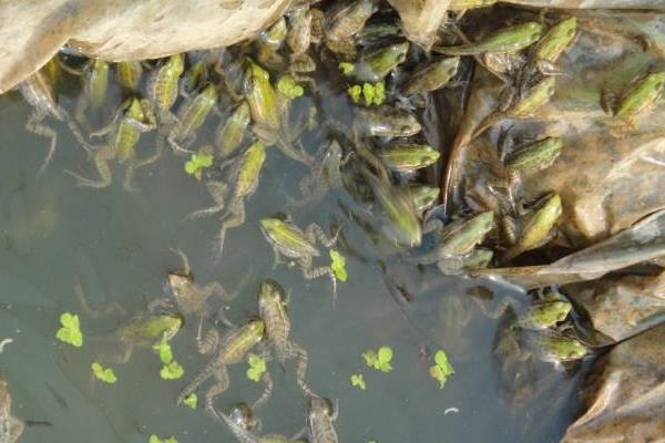 青蛙養殖成本及市場前景 青蛙養殖的真實利潤