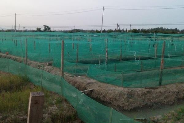 青蛙養殖技術及場地建造方法 青蛙養殖一畝要多少錢