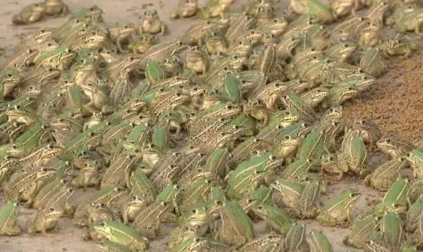 青蛙養殖技術及場地建造方法 青蛙養殖一畝要多少錢