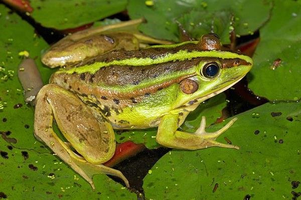 青蛙養殖技術及場地建造方法 青蛙養殖一畝要多少錢