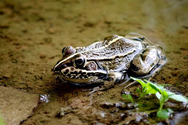 美國青蛙市場價格多少錢一斤 美國青蛙養(yǎng)殖技術