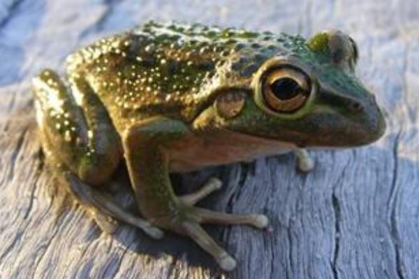 美國青蛙市場價格多少錢一斤 美國青蛙養殖技術