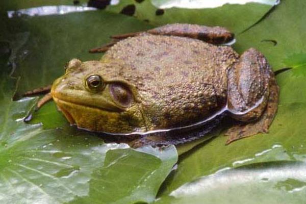 美國青蛙市場價格多少錢一斤 美國青蛙養殖技術