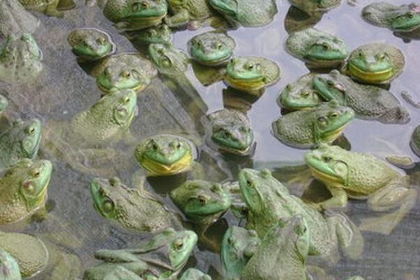 美國青蛙市場價格多少錢一斤 美國青蛙養殖技術