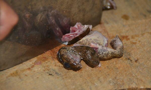 石蛙怎么吃 石蛙怎么殺