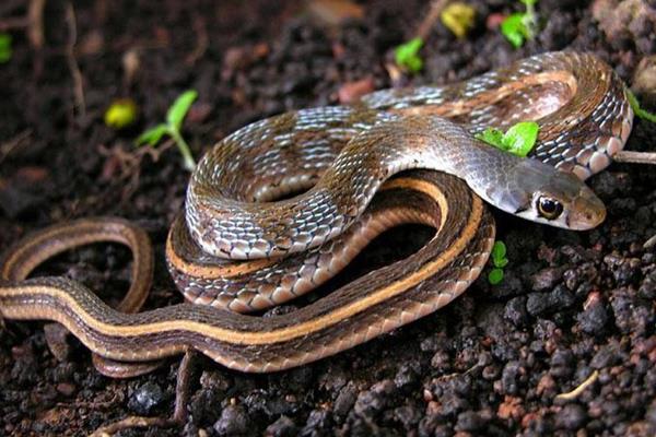 世界上最小的蛇是什么蛇 蛇有多少種