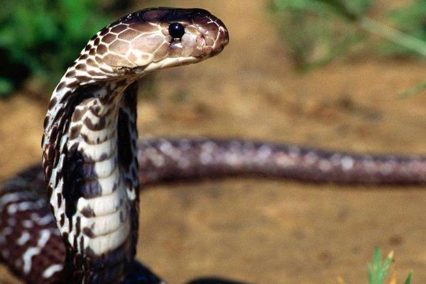 世界上最小的蛇是什么蛇 蛇有多少種