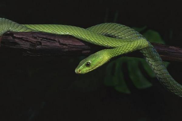 世界上最小的蛇是什么蛇 蛇有多少種