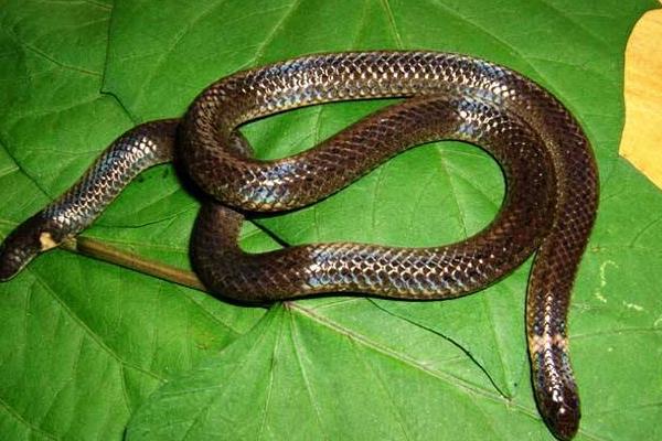 世界上最小的蛇是什么蛇 蛇有多少種