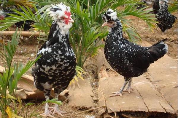 什么是貴妃雞 貴妃雞下蛋多嗎