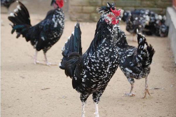 什么是貴妃雞 貴妃雞下蛋多嗎