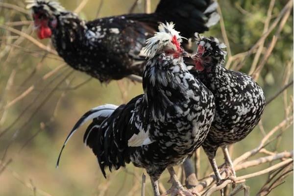 什么是貴妃雞 貴妃雞下蛋多嗎