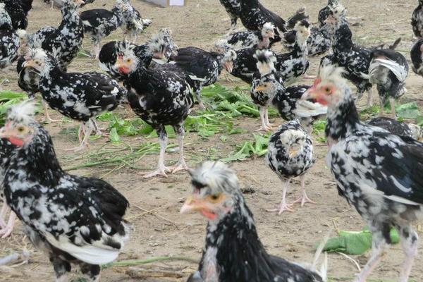 什么是貴妃雞 貴妃雞下蛋多嗎