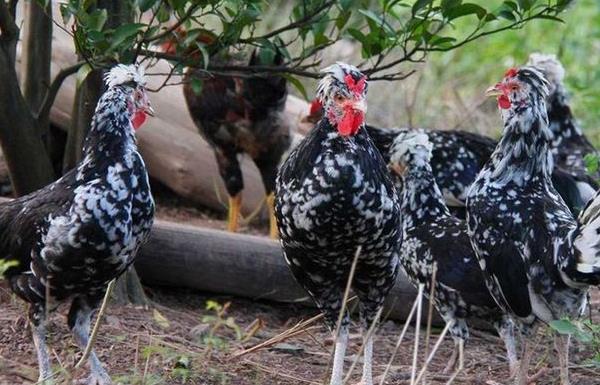 什么是貴妃雞 貴妃雞下蛋多嗎