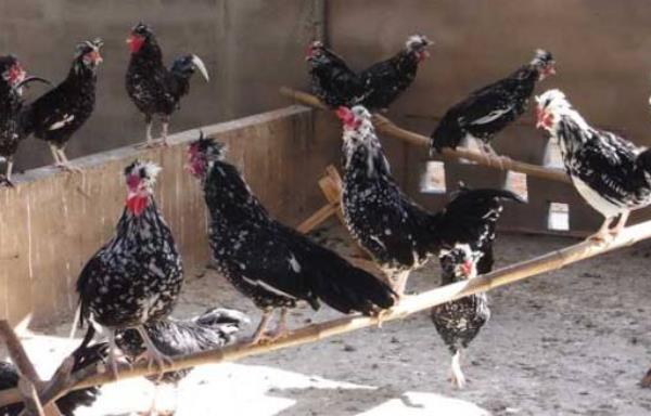 什么是貴妃雞 貴妃雞下蛋多嗎