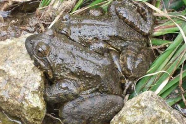 石蛙養(yǎng)殖技術(shù) 石蛙吃什么飼料