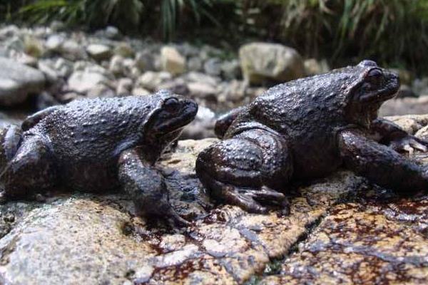 石蛙養(yǎng)殖技術(shù) 石蛙吃什么飼料