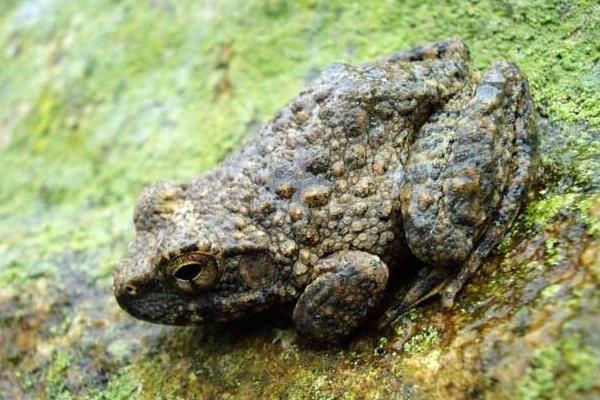 石蛙養(yǎng)殖技術(shù) 石蛙吃什么飼料