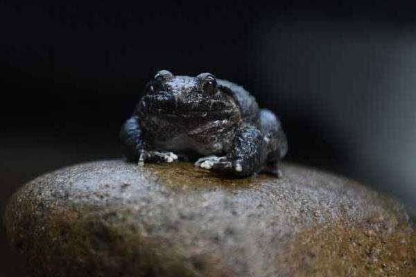 石蛙種苗市場價格多少一只 養殖石蛙要投資多少錢