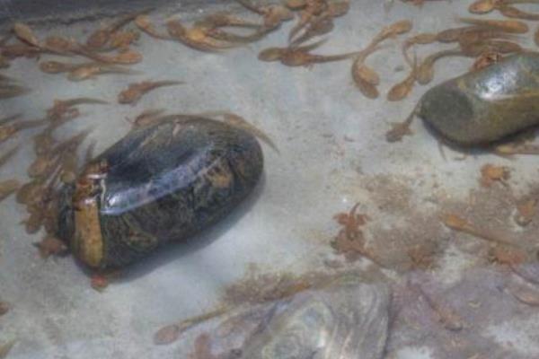 石蛙種苗市場價(jià)格多少一只 養(yǎng)殖石蛙要投資多少錢