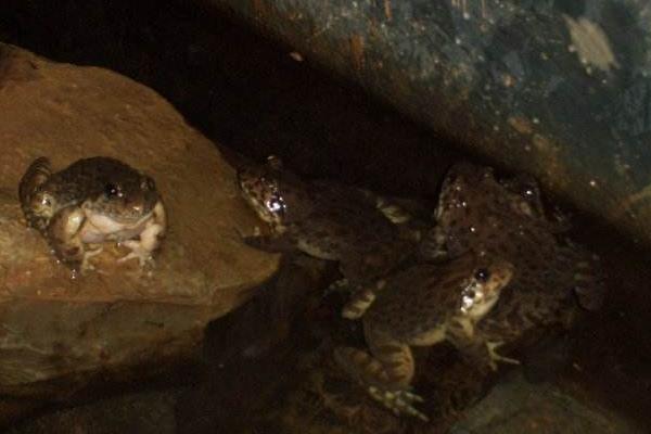 石蛙種苗市場價(jià)格多少一只 養(yǎng)殖石蛙要投資多少錢