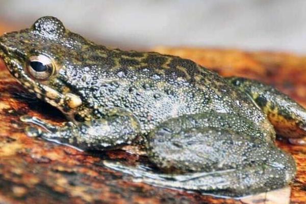 石蛙種苗市場價(jià)格多少一只 養(yǎng)殖石蛙要投資多少錢