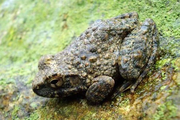 石蛙種苗市場價(jià)格多少一只 養(yǎng)殖石蛙要投資多少錢