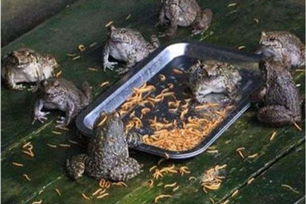 石蛙種苗市場價(jià)格多少一只 養(yǎng)殖石蛙要投資多少錢