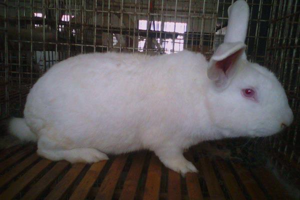 獺兔和肉兔的區別是什么 獺兔養殖前景怎樣