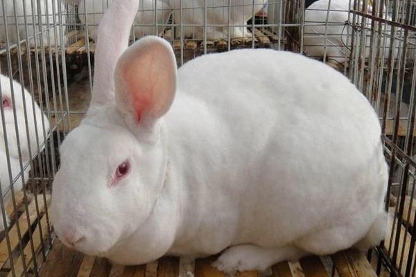 獺兔和肉兔的區別是什么 獺兔養殖前景怎樣