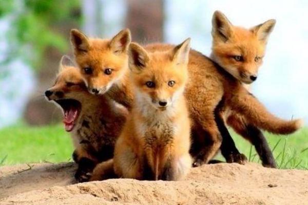 寵物狐貍好養(yǎng)嗎 寵物狐貍只認一個主人嗎