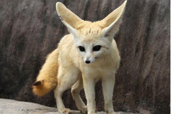 寵物狐貍好養(yǎng)嗎 寵物狐貍只認(rèn)一個(gè)主人嗎