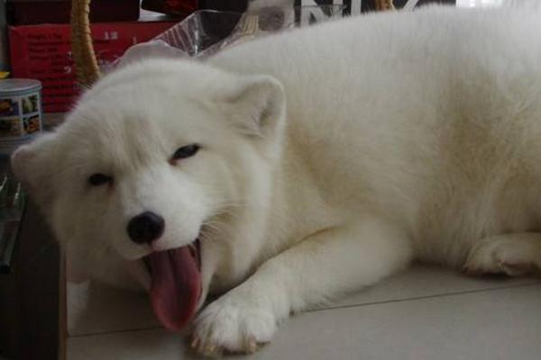 寵物狐貍好養(yǎng)嗎 寵物狐貍只認(rèn)一個(gè)主人嗎