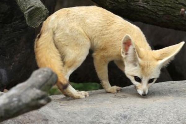 寵物狐貍好養(yǎng)嗎 寵物狐貍只認(rèn)一個(gè)主人嗎