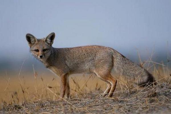 寵物狐貍好養(yǎng)嗎 寵物狐貍只認(rèn)一個(gè)主人嗎