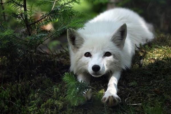 狐貍精真的存在嗎 傳說中的狐貍精是怎么形成的
