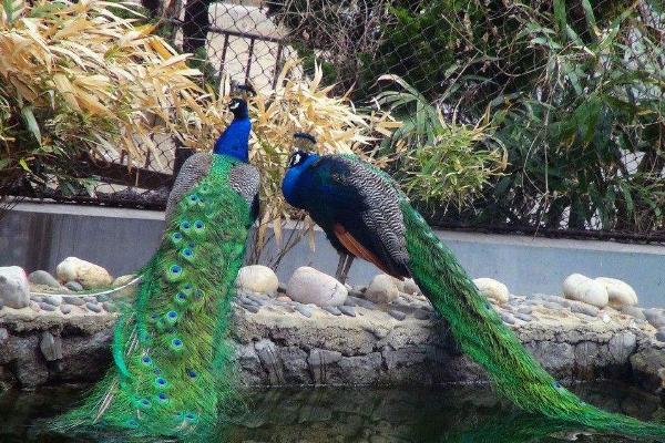 孔雀有什么特點 孔雀的羽毛像什么