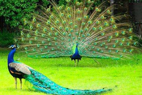 孔雀有什么特點 孔雀的羽毛像什么