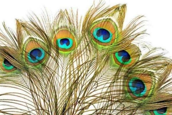 孔雀有什么特點 孔雀的羽毛像什么