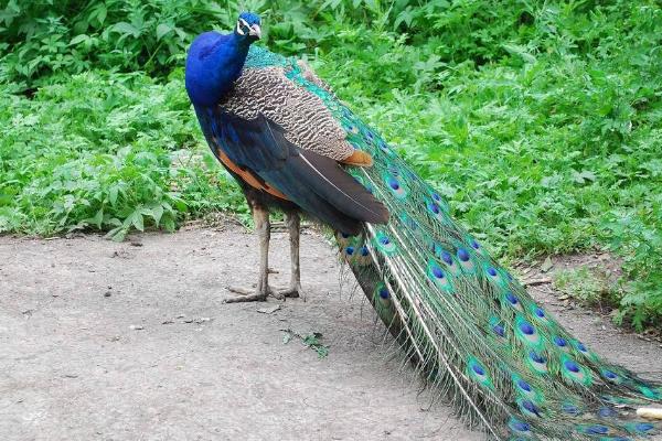 孔雀有什么特點 孔雀的羽毛像什么