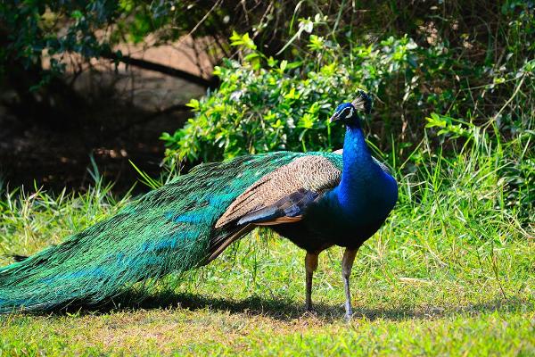 孔雀有什么特點 孔雀的羽毛像什么