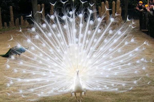 孔雀什么時候開屏 怎樣可以讓孔雀開屏