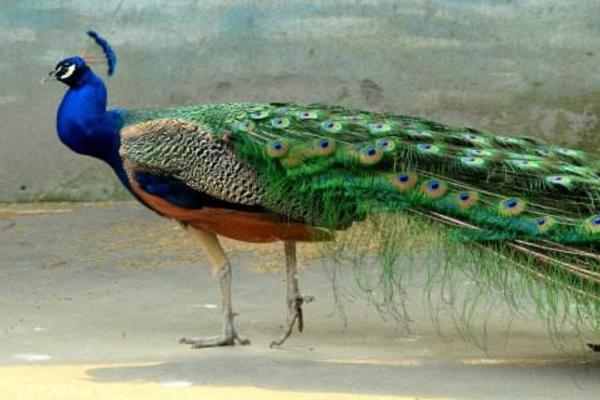 孔雀肉能吃嗎 孔雀肉怎么做好吃又簡單