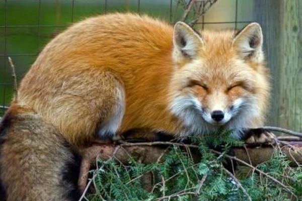 什么是狐貍眼 一個女生有狐貍眼好嗎