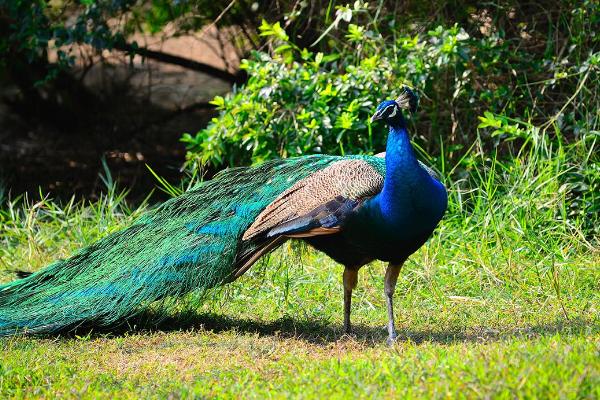 孔雀蛋小孩可以吃嗎 孔雀蛋什么人不能吃