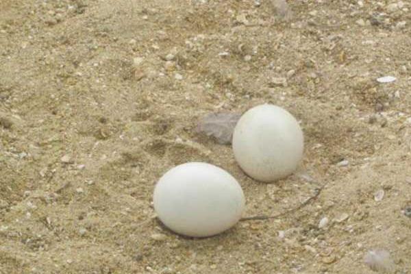 孔雀蛋小孩可以吃嗎 孔雀蛋什么人不能吃