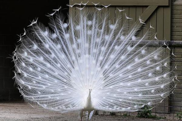 孔雀蛋小孩可以吃嗎 孔雀蛋什么人不能吃