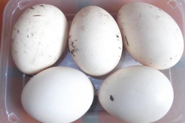 孔雀蛋小孩可以吃嗎 孔雀蛋什么人不能吃