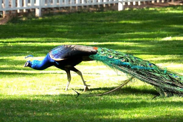 孔雀蛋功效與作用及禁忌 孔雀蛋的營養(yǎng)價值