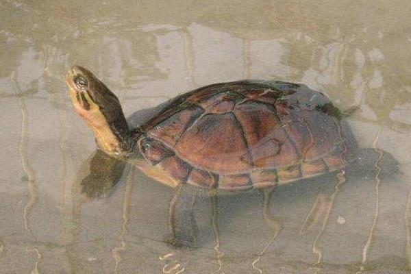 石金錢龜吃什么食物 金錢龜不吃東西怎么辦